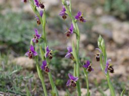 Ophrys_cornutula_Kattavia__Prasonisi